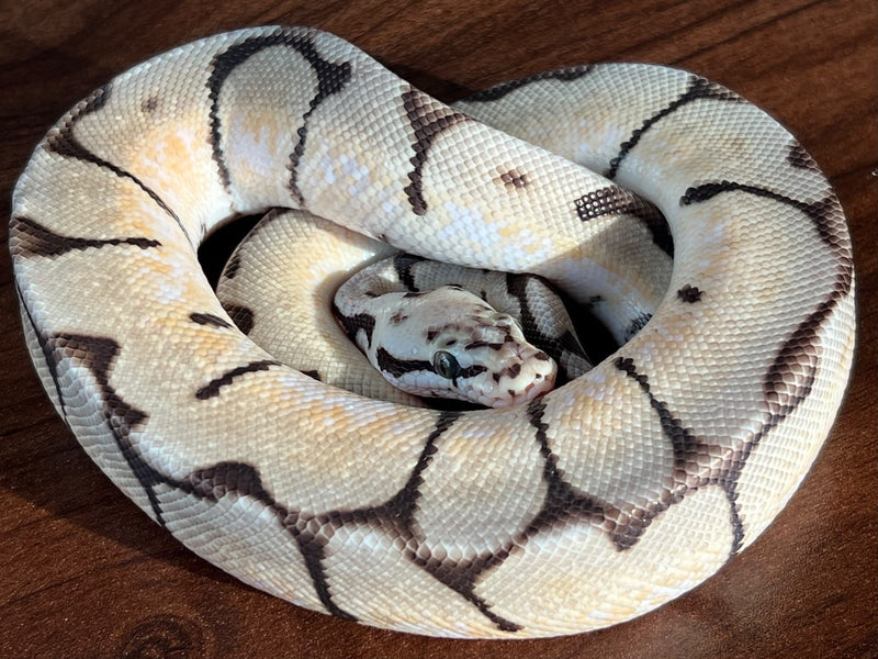 Python royal 02 — Python royal · Ball python