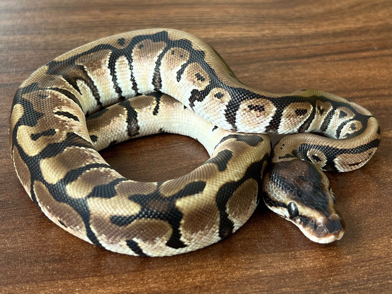 Python royal 05 — Python royal · Ball python