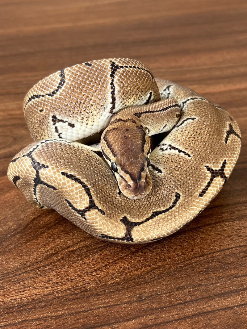 Python royal 07 — Python royal · Ball python