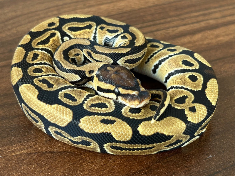 Python royal 08 — Python royal · Ball python