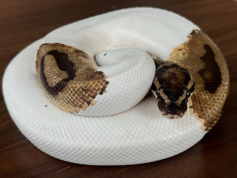 Python royal 09 — Python royal · Ball python