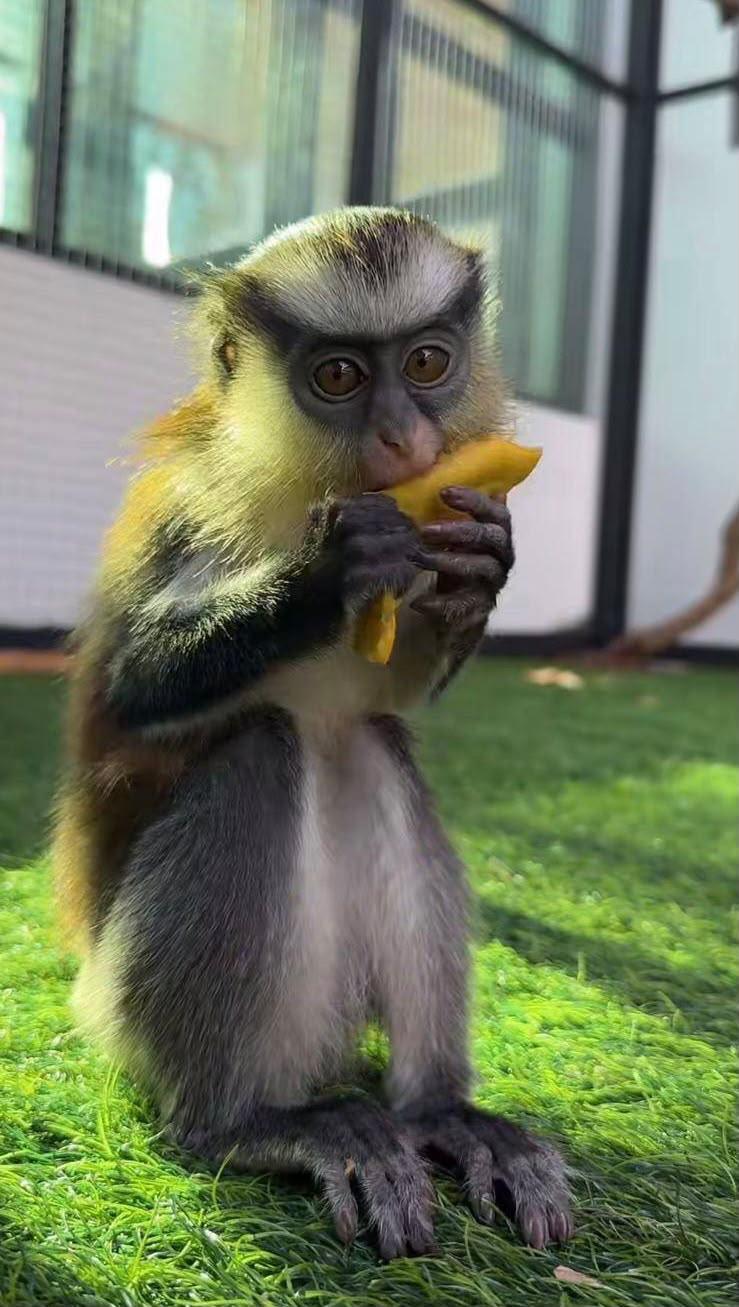 Rafiki — Cercopithèque de Campbell