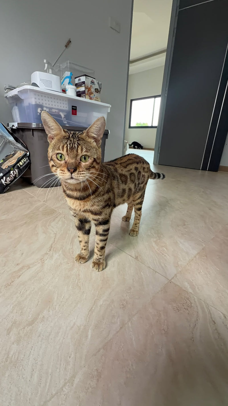 Simba — Chat · Bengal