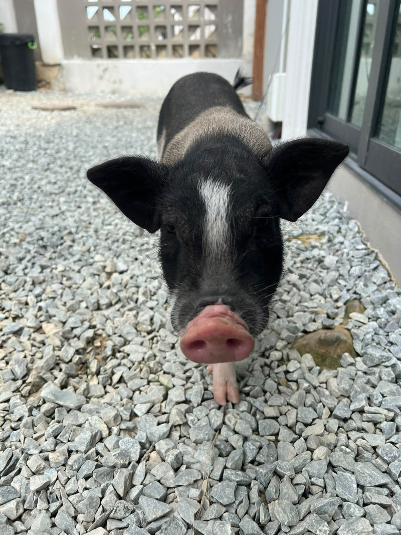Boch — Cochon