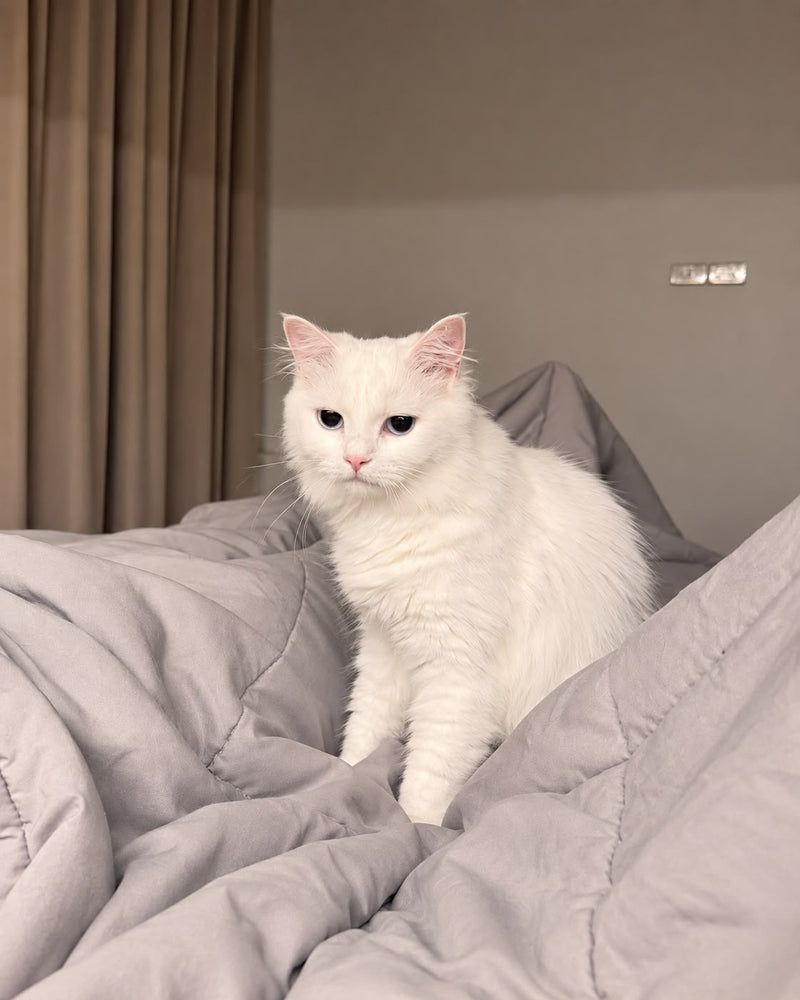 Asura — Chat · croisé Angora