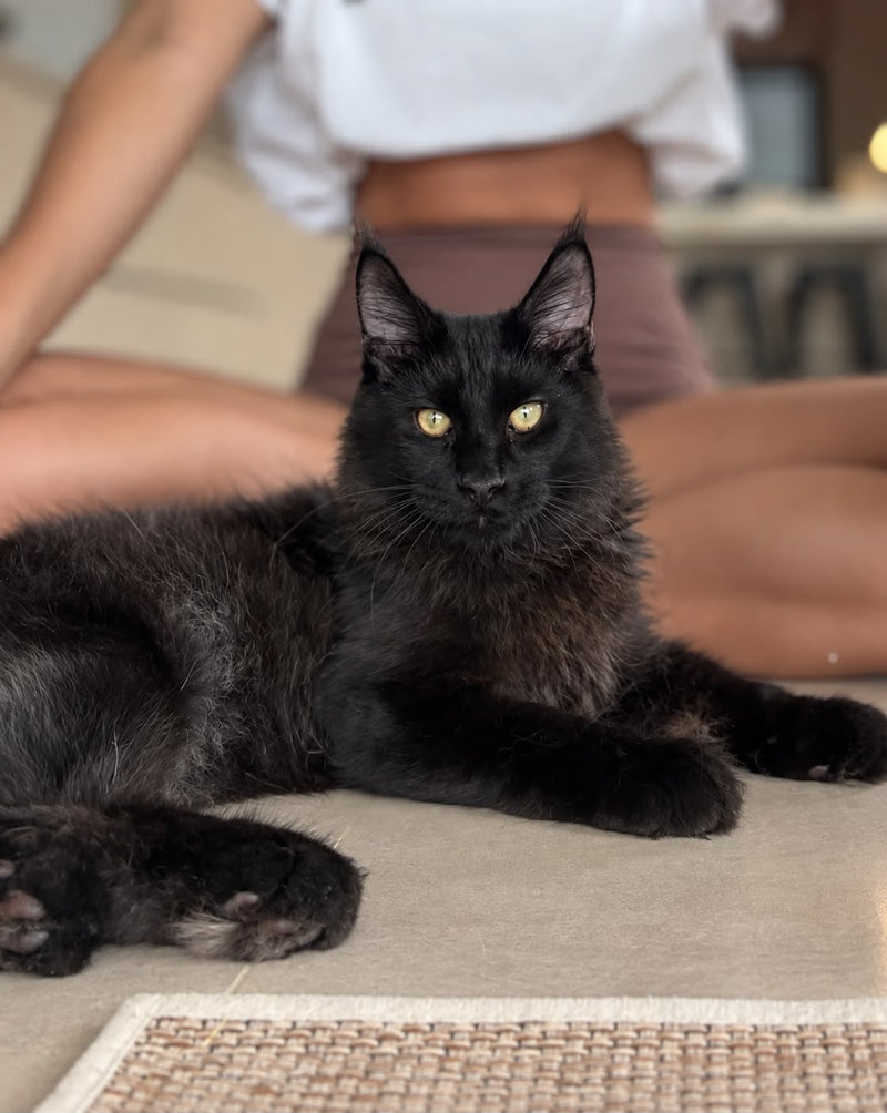 Baghera — Chat · Maine Coon