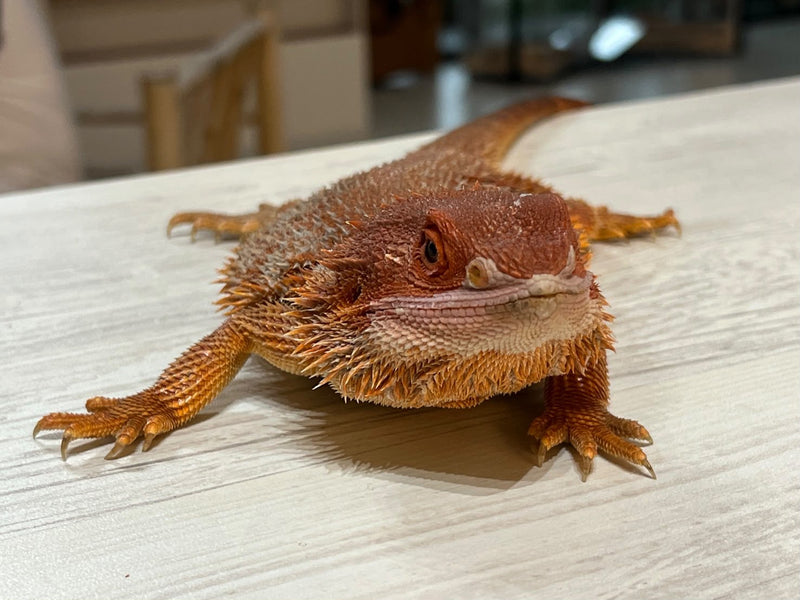 Pogona 01 — Pogona