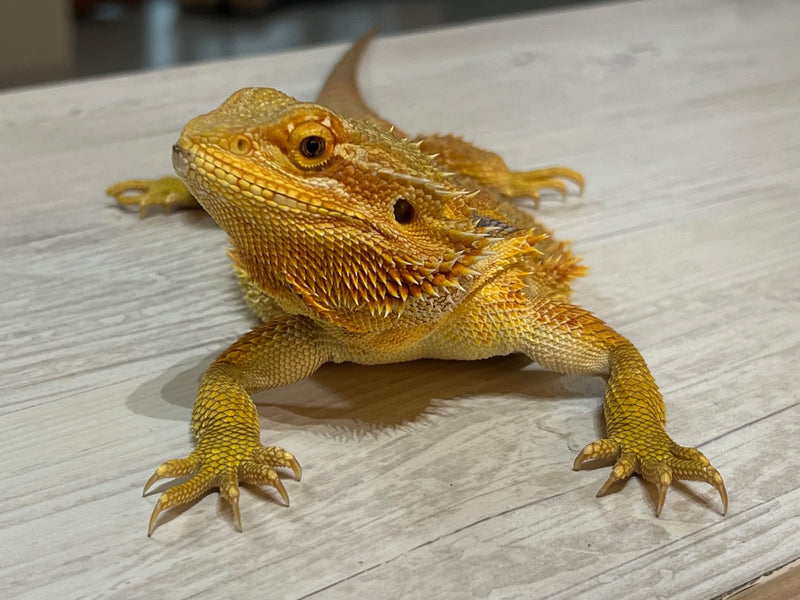 Pogona 02 — Pogona
