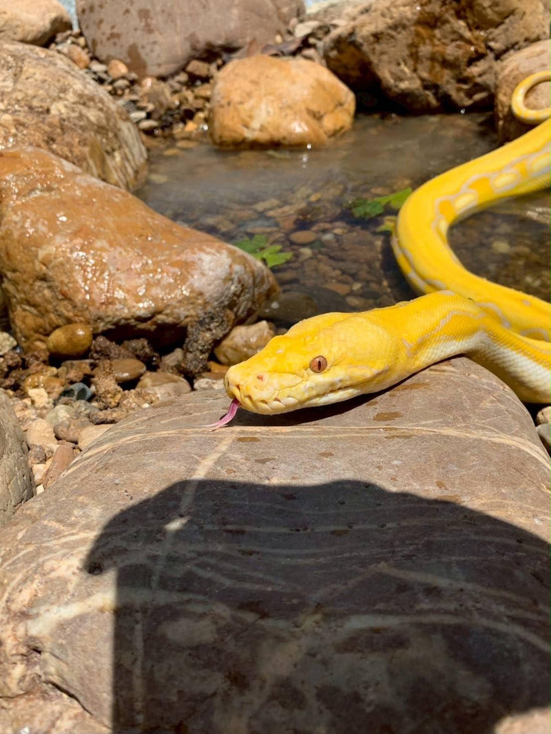 Le grand serpent jaune — Serpent