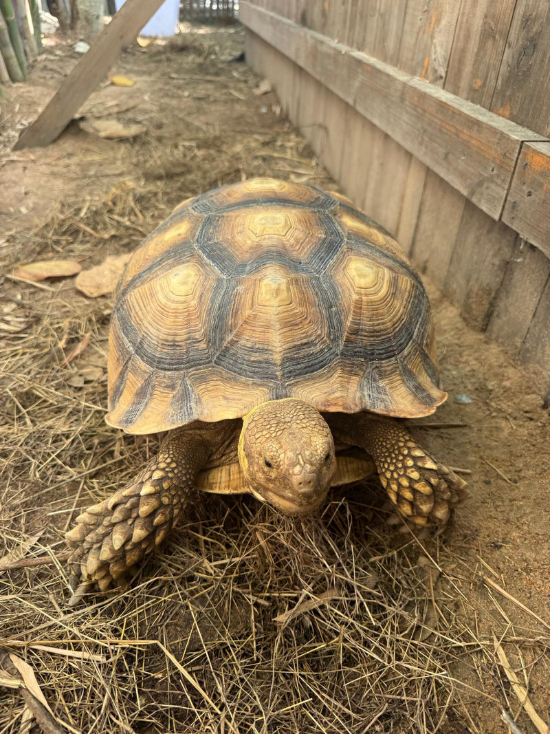 Mbappe — Tortue