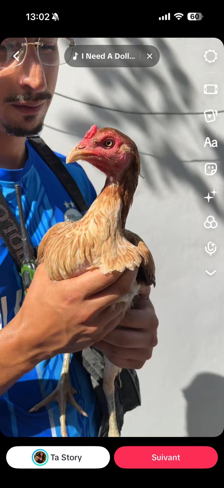 Poulette — Poule