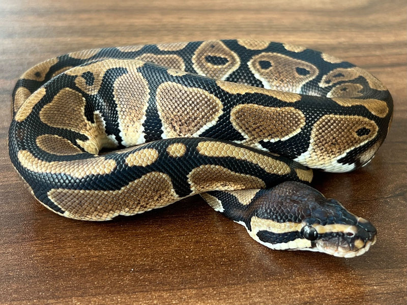 Python royal 01 — Python royal · Ball python