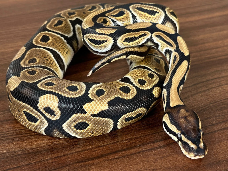 Python royal 03 — Python royal · Ball python