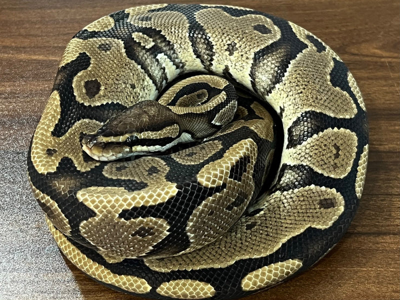 Python royal 04 — Python royal · Ball python