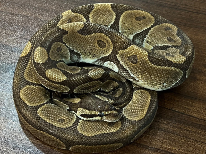 Python royal 06 — Python royal · Ball python