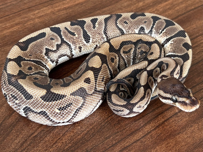 Python royal 10 — Python royal · Ball python