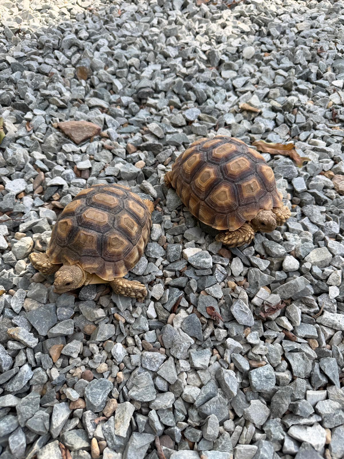 Tortue 02 — Tortue terrestre