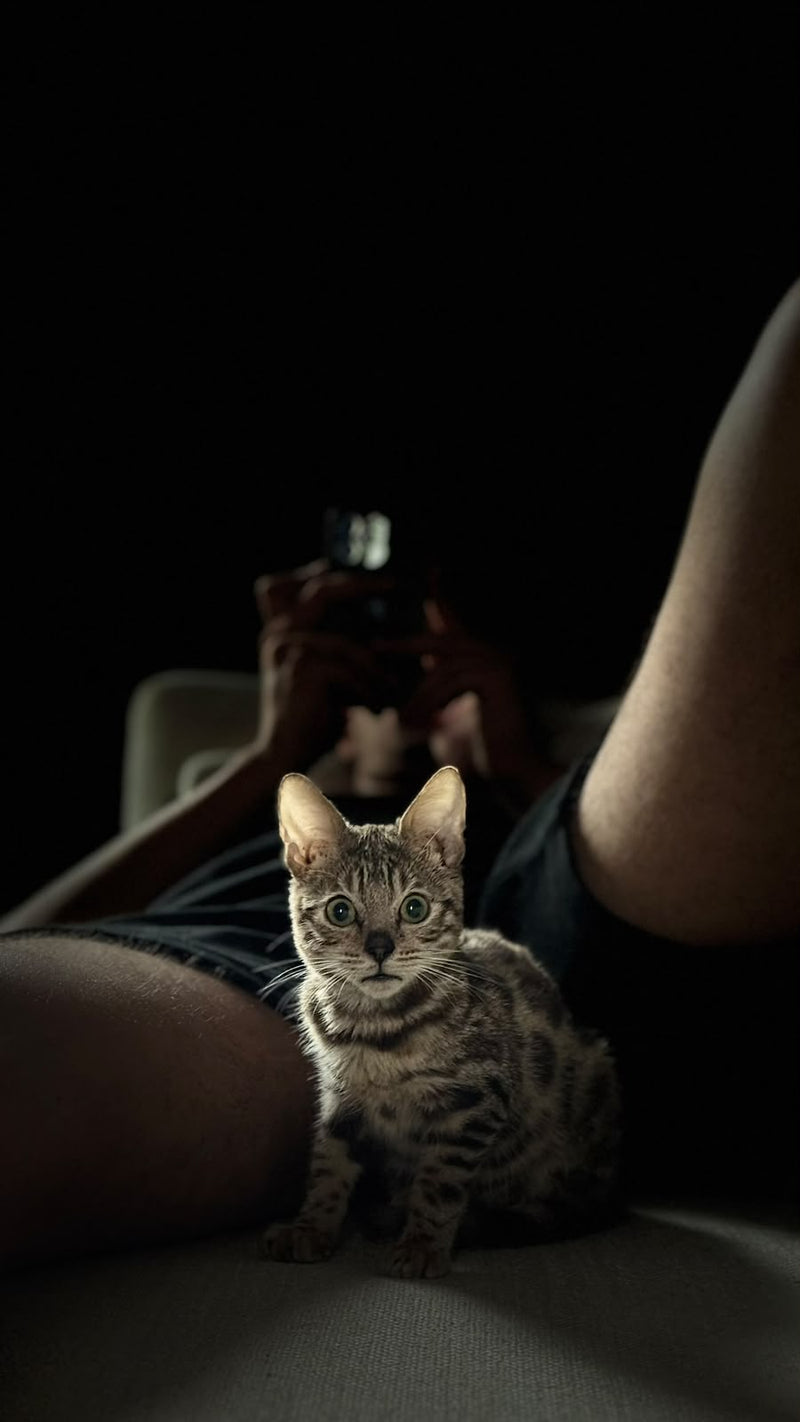 Snow — Chat · Bengal